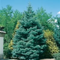 Abies CONCOLOR (Abete del Colorado)