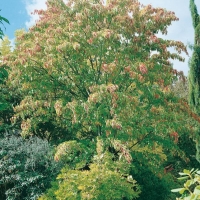 Acer DAVIDII