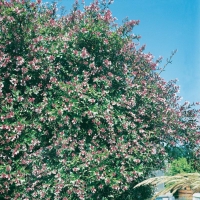 Abelia x GRANDIFLORA