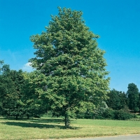 Acer PSEUDOPLATANUS (Acero di monte)