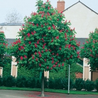 Aesculus CARNEA