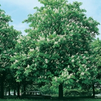 Aesculus HIPPOCASTANUM