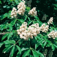 Aesculus HIPPOCASTANUM 'BAUMANNII'