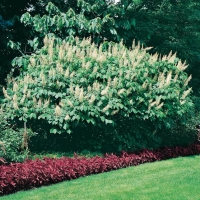 Aesculus PARVIFLORA