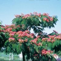 Albizia JULIBRISSIN OMBRELLA<sup>®</sup> 'BOUBRI'