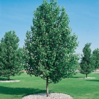 Alnus CORDATA (Ontano napoletano)