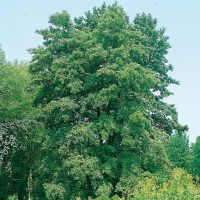 Alnus GLUTINOSA (Ontano nero)