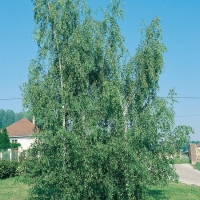 Betula PENDULA 'DALECARLICA' = 'LACINIATA'