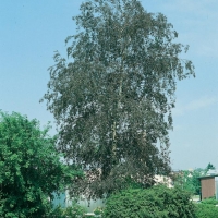 Betula PENDULA 'PURPUREA'