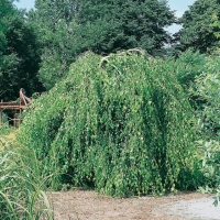 Betula PENDULA 'YOUNGII'