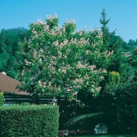 Catalpa BIGNONIOÏDES (Catalpa comune)