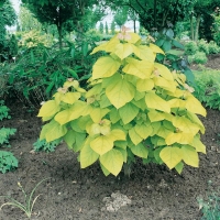 Catalpa BIGNONIOÏDES 'AUREA'