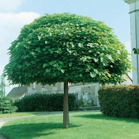 Catalpa BIGNONIOÏDES 'NANA' (Catalpa a palla)