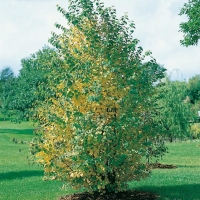 Cercidiphyllum JAPONICUM