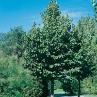 Corylus COLURNA