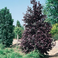 Corylus COLURNA 'TE TERRA RED'