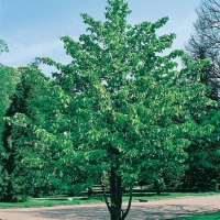 Davidia INVOLUCRATA (Albero dei fazzoletti)