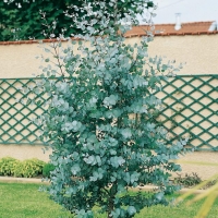 Eucalyptus GUNNII