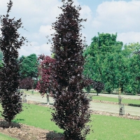 Fagus SYLVATICA 'DAWYCK PURPLE'