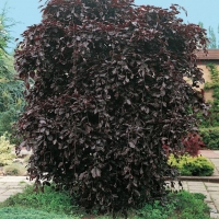 Fagus SYLVATICA 'PURPUREA PENDULA'