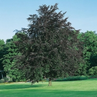 Fagus SYLVATICA 'PURPUREA'