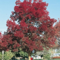 Fraxinus ANGUSTIFOLIA 'RAYWOOD' = OXYCARPA 'FLAME'