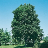 Fraxinus EXCELSIOR (Frassino maggiore)