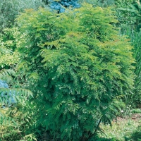 Gleditsia TRIACANTHOS 'ELEGANTISSIMA' = 'PYRAMIDALIS'