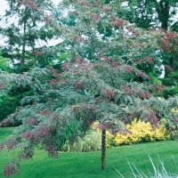 Gleditsia TRIACANTHOS 'RUBYLACE'