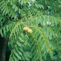 Juglans NIGRA (Noce americano)