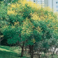 Koelreuteria PANICULATA