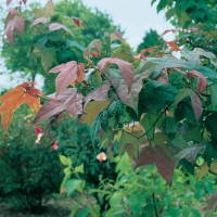 Liquidambar STYRACIFLUA