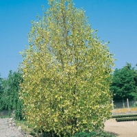 Liriodendron TULIPIFERA 'AUREOMARGINATUM'