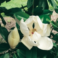 Magnolia GRANDIFLORA 'DOUBLE NANTAIS'