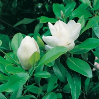 Magnolia GRANDIFLORA 'FRANCOIS TREYVE'