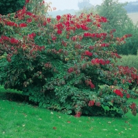 Parrotia PERSICA