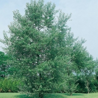 Populus ALBA