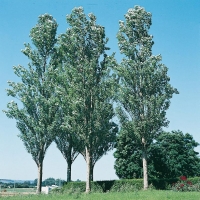 Populus ALBA 'PYRAMIDALIS' = BOLLEANA