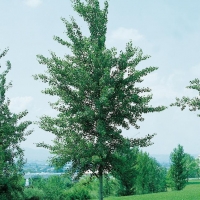 Populus TREMULA 'ERECTA'