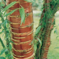 Prunus SERRULA