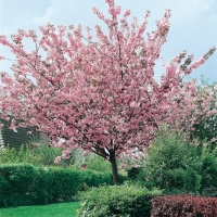 Prunus SERRULATA 'KANZAN'