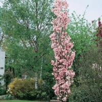 Prunus SERRULATA 'AMANOGAWA' (Ciliegio da fiore del Giappone)
