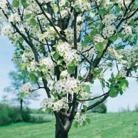 Pyrus CALLERYANA 'CHANTICLEER'