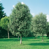 Quercus ILEX (Leccio)