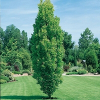 Quercus ROBUR 'FASTIGIATA'