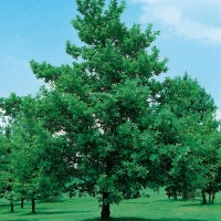 Quercus ROBUR = PEDUNCULATA (Quercia comune)