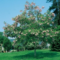 Robinia BOYNTONII = HISPIDA