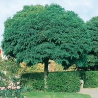 Robinia PSEUDOACACIA 'UMBRACULIFERA'