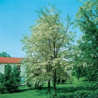 Robinia PSEUDOACACIA 'UNIFOLIA' = 'MONOPHYLLA'