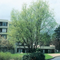 Salix MATSUDANA 'TORTUOSA' (Salice tortuoso)